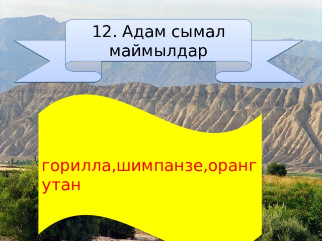 12. Адам сымал маймылдар  горилла,шимпанзе,орангутан 