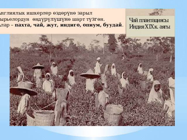 Англиялык ишкерлер өздөр ү нө зарыл сырьелордун  өнд үрүлүшүн ө шарт т үзг өн. Алар – пахта, чай, жут, индиго, опиум, буудай . 