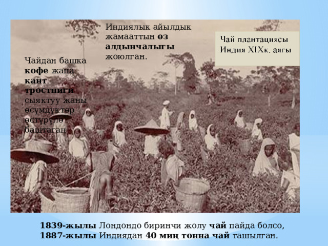 Индиялык айылдык жамааттын ө з алдынчалыгы жоюлган. Чайдан башка кофе жана кант тростниги сыяктуу жаны өсүмдүктөр өстүрүлө баштаган 1839-жылы Лондондо биринчи жолу чай пайда болсо, 1887-жылы Индиядан 40 ми ң тонна чай ташылган. 