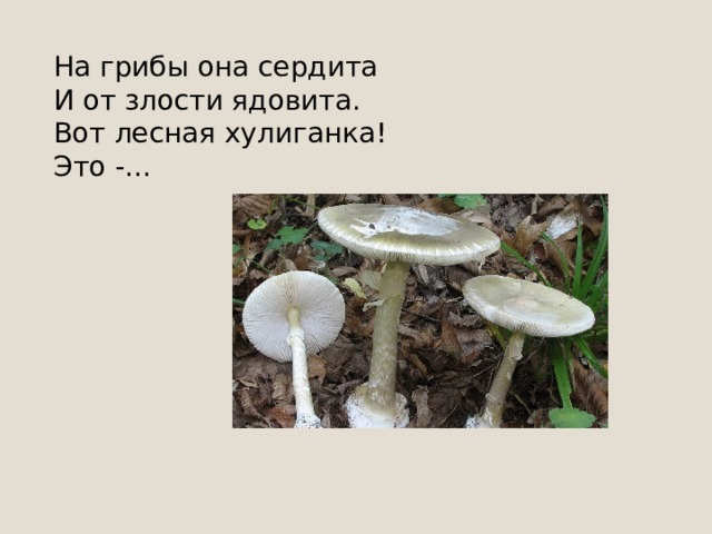 Мне кажется, что я очень красивый, На толстой ноге я стою. Но вот грибничок -очень счастливый, Возьмёт меня в тару свою. 