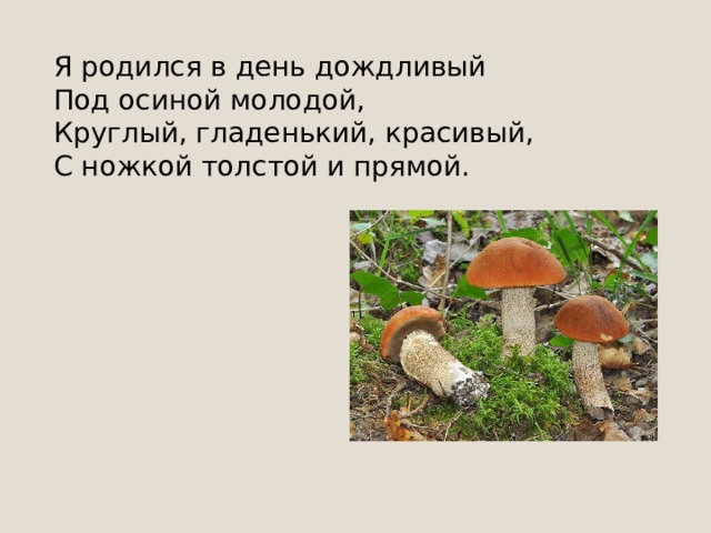 Не спорю — не белый, Я, братцы, попроще. Расту я обычно В берёзовой роще. 