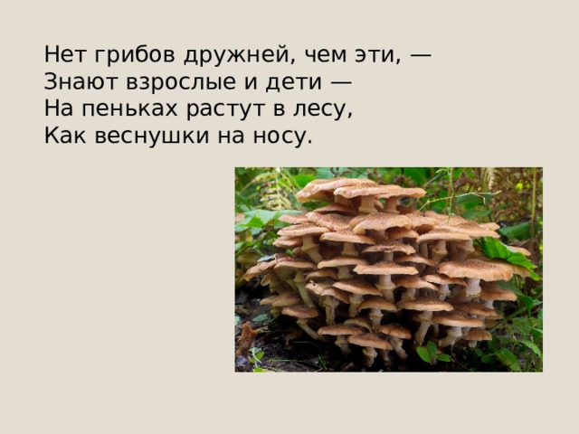 Я родился в день дождливый Под осиной молодой, Круглый, гладенький, красивый, С ножкой толстой и прямой. 