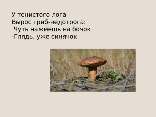 Нет грибов дружней, чем эти, — Знают взрослые и дети — На пеньках растут в лесу, Как веснушки на носу. 