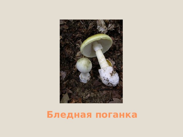 Белый мухомор 