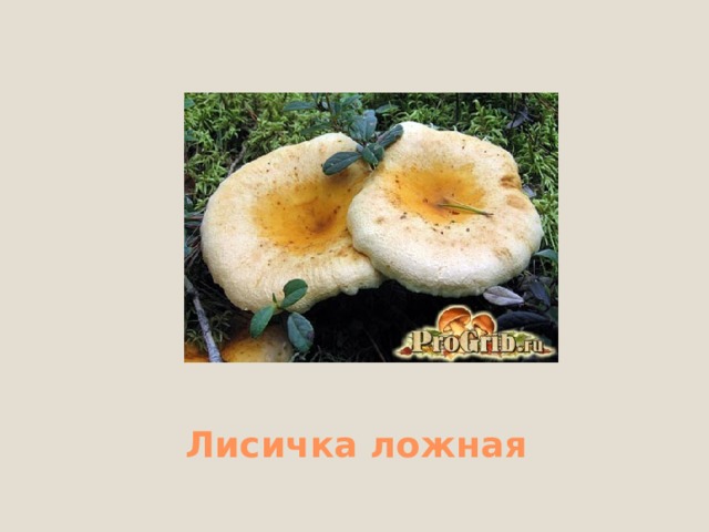 Бледная поганка 