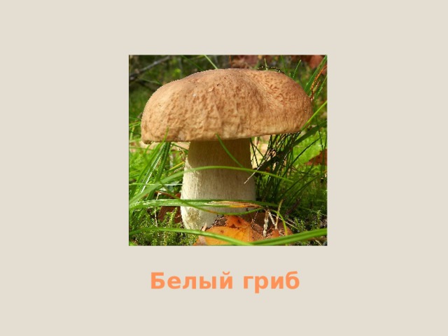 Лисичка ложная 