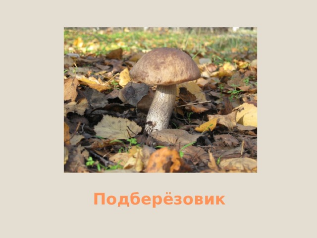 Белый гриб 