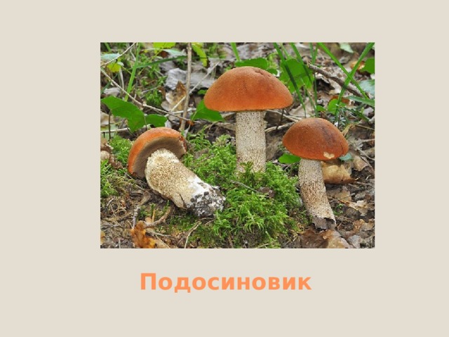 Подберёзовик 