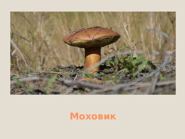 Подосиновик 