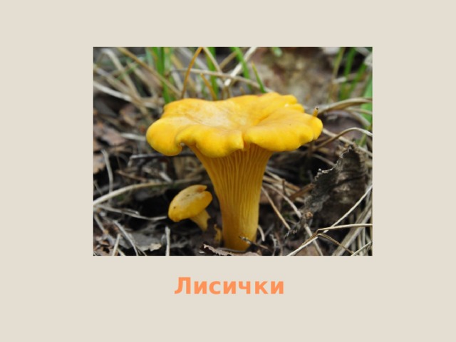 Моховик 