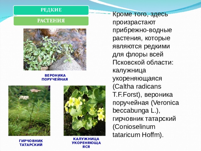 Кроме того, здесь произрастают прибрежно-водные растения, которые являются редкими для флоры всей Псковской области: калужница укореняющаяся ( Caltha radicans T.F.Forst), вероника поручейная ( Veronica beccabunga L.), гирчовник татарский ( Conioselinum tataricum Hoffm). ВЕРОНИКА ПОРУЧЕЙНАЯ КАЛУЖНИЦА УКОРЕНЯЮЩАЯСЯ ГИРЧОВНИК ТАТАРСКИЙ 