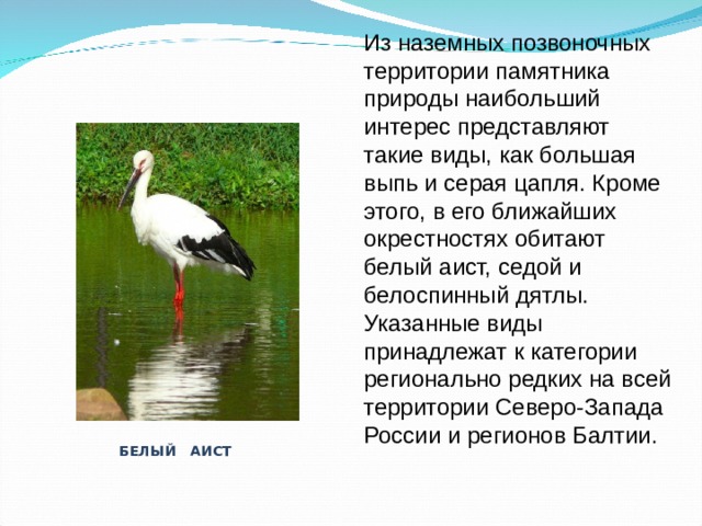 БЕЛЫЙ АИСТ Из наземных позвоночных территории памятника природы наибольший интерес представляют такие виды, как большая выпь и серая цапля. Кроме этого, в его ближайших окрестностях обитают белый аист, седой и белоспинный дятлы. Указанные виды принадлежат к категории регионально редких на всей территории Северо-Запада России и регионов Балтии. 