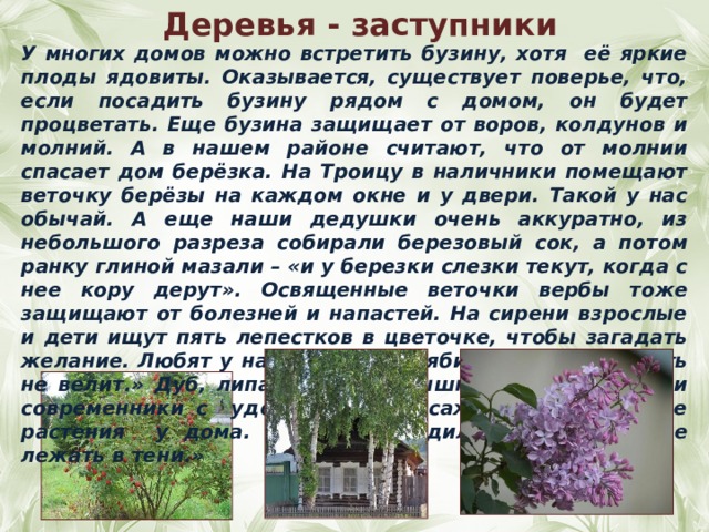 Деревья - заступники У многих домов можно встретить бузину, хотя её яркие плоды ядовиты. Оказывается, существует поверье, что, если посадить бузину рядом с домом, он будет процветать. Еще бузина защищает от воров, колдунов и молний. А в нашем районе считают, что от молнии спасает дом берёзка. На Троицу в наличники помещают веточку берёзы на каждом окне и у двери. Такой у нас обычай. А еще наши дедушки очень аккуратно, из небольшого разреза собирали березовый сок, а потом ранку глиной мазали – «и у березки слезки текут, когда с нее кору дерут». Освященные веточки вербы тоже защищают от болезней и напастей. На сирени взрослые и дети ищут пять лепестков в цветочке, чтобы загадать желание. Любят у нас и рябину «Рябина хранит, хворать не велит.» Дуб, липа, клен, боярышник, калина – наши современники с удовольствием сажают эти красивые растения у дома. « Кто не посадил дерева, тому не лежать в тени.»   