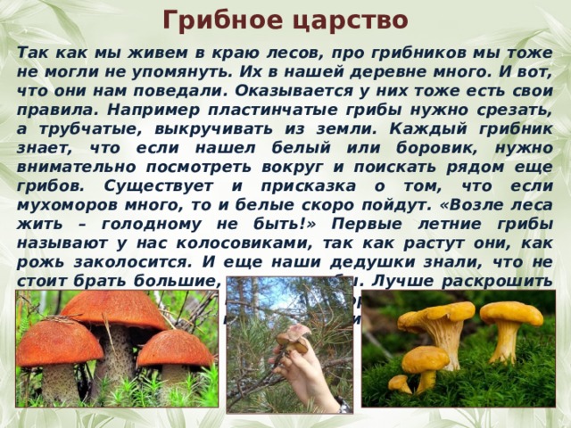 Грибное царство Так как мы живем в краю лесов, про грибников мы тоже не могли не упомянуть. Их в нашей деревне много. И вот, что они нам поведали. Оказывается у них тоже есть свои правила. Например пластинчатые грибы нужно срезать, а трубчатые, выкручивать из земли. Каждый грибник знает, что если нашел белый или боровик, нужно внимательно посмотреть вокруг и поискать рядом еще грибов. Существует и присказка о том, что если мухоморов много, то и белые скоро пойдут. «Возле леса жить – голодному не быть!» Первые летние грибы называют у нас колосовиками, так как растут они, как рожь заколосится. И еще наши дедушки знали, что не стоит брать большие, старые грибы. Лучше раскрошить их шляпку, так как в ней много спор. Ну а тот гриб, что вам не понравился можно повесить на ветку – для белочки. 