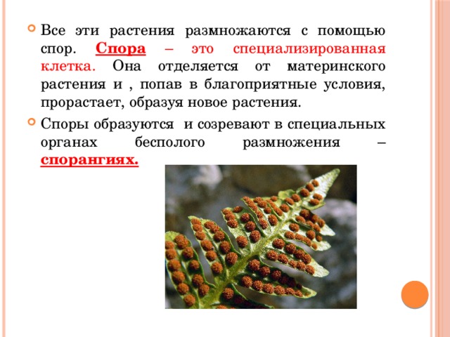 Все эти растения размножаются с помощью спор. Спора – это специализированная клетка. Она отделяется от материнского растения и , попав в благоприятные условия, прорастает, образуя новое растения. Споры образуются и созревают в специальных органах бесполого размножения – спорангиях.  