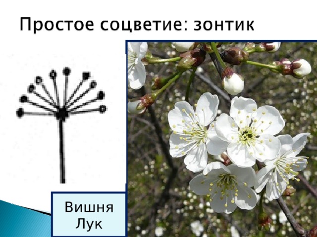 Вишня Лук 