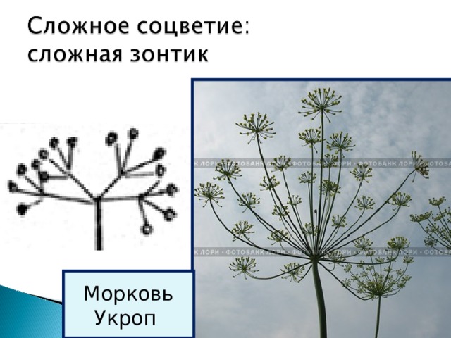Морковь Укроп 