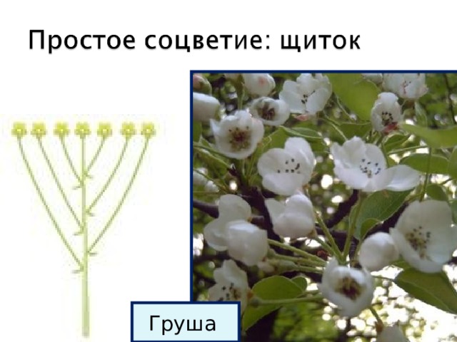 Груша 