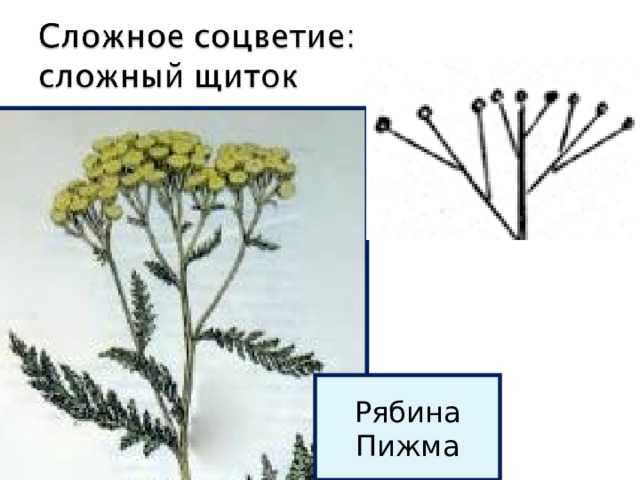 Рябина Пижма 