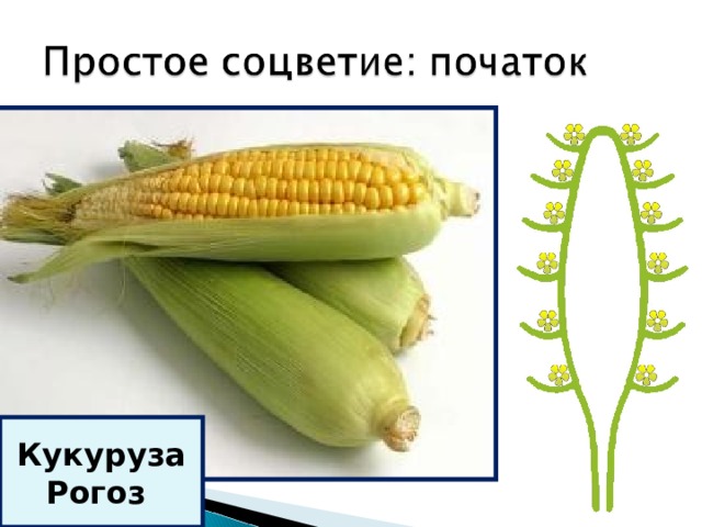 Кукуруза Рогоз 