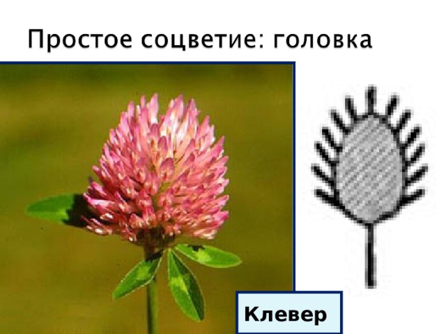 Клевер 