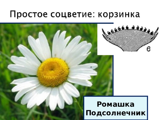 Ромашка Подсолнечник 