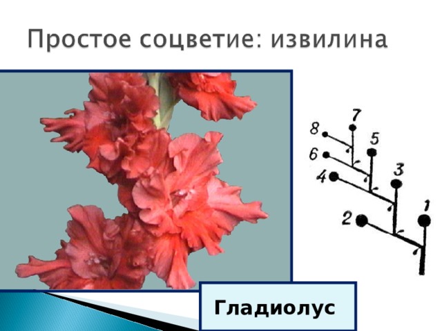 Гладиолус 