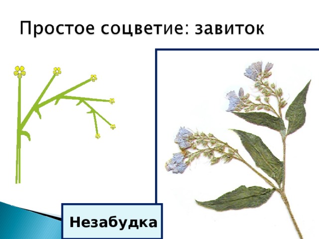 Незабудка 