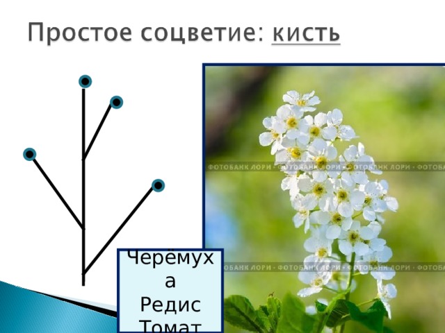 Черёмуха Редис Томат 