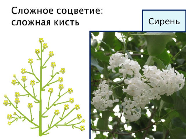 Сирень 