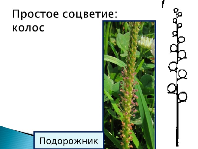 Подорожник 