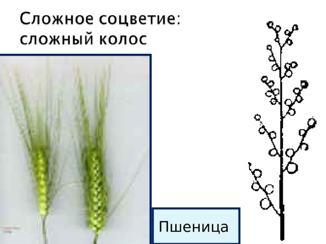 Пшеница 
