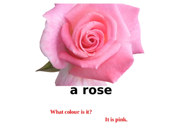 a rose What colour is it?  It is pink. 