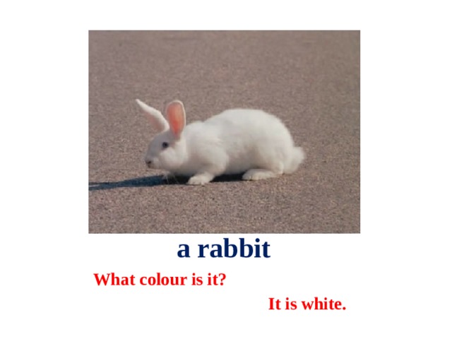  a rabbit What colour is it?  It is white. 