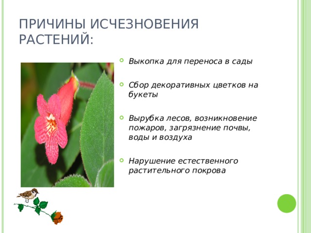 ПРИЧИНЫ ИСЧЕЗНОВЕНИЯ РАСТЕНИЙ: Выкопка для переноса в сады  Сбор декоративных цветков на букеты  Вырубка лесов, возникновение пожаров, загрязнение почвы, воды и воздуха  Нарушение естественного растительного покрова  
