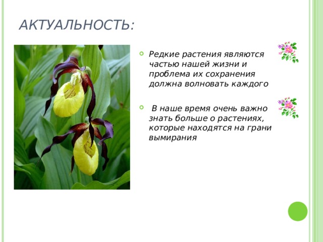 АКТУАЛЬНОСТЬ:   Редкие растения являются частью нашей жизни и проблема их сохранения должна волновать каждого  В наше время очень важно знать больше о растениях, которые находятся на грани вымирания  