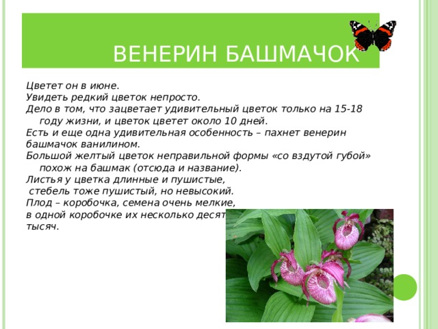  ВЕНЕРИН БАШМАЧОК Цветет он в июне. Увидеть редкий цветок непросто.  Дело в том, что зацветает удивительный цветок только на 15-18 году жизни, и цветок цветет около 10 дней. Есть и еще одна удивительная особенность – пахнет венерин башмачок ванилином. Большой желтый цветок неправильной формы «со вздутой губой» похож на башмак (отсюда и название).  Листья у цветка длинные и пушистые,  стебель тоже пушистый, но невысокий. Плод – коробочка, семена очень мелкие, в одной коробочке их несколько десятков тысяч.  