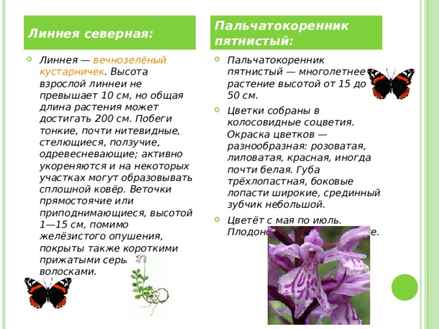 Линнея северная: Пальчатокоренник пятнистый: Линнея —  вечнозелёный   кустарничек . Высота взрослой линнеи не превышает 10 см, но общая длина растения может достигать 200 см. Побеги тонкие, почти нитевидные, стелющиеся, ползучие, одревесневающие; активно укореняются и на некоторых участках могут образовывать сплошной ковёр. Веточки прямостоячие или приподнимающиеся, высотой 1—15 см, помимо желёзистого опушения, покрыты также короткими прижатыми серыми волосками. Пальчатокоренник пятнистый — многолетнее растение высотой от 15 до 50 см. Цветки собраны в колосовидные соцветия. Окраска цветков — разнообразная: розоватая, лиловатая, красная, иногда почти белая. Губа трёхлопастная, боковые лопасти широкие, срединный зубчик небольшой. Цветёт с мая по июль. Плодоносит в июле—августе.   
