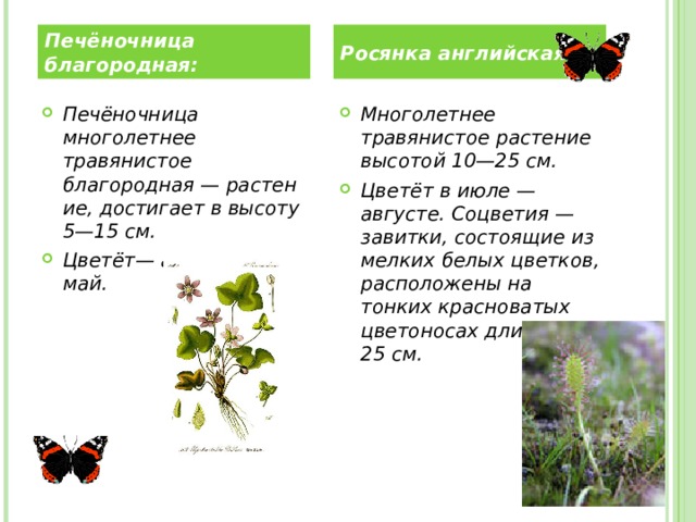   Печёночница благородная: Росянка английская: Печёночница многолетнее травянистое благородная — растение, достигает в высоту 5—15 см. Цветёт— апрель — май.    Многолетнее травянистое растение высотой 10—25 см. Цветёт в июле — августе. Соцветия — завитки, состоящие из мелких белых цветков, расположены на тонких красноватых цветоносах длиной до 25 см.   