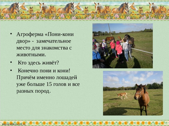 Агроферма «Пони-кони двор» - замечательное место для знакомства с животными.  Кто здесь живёт?  Конечно пони и кони! Причём именно лошадей уже больше 15 голов и все разных пород. 