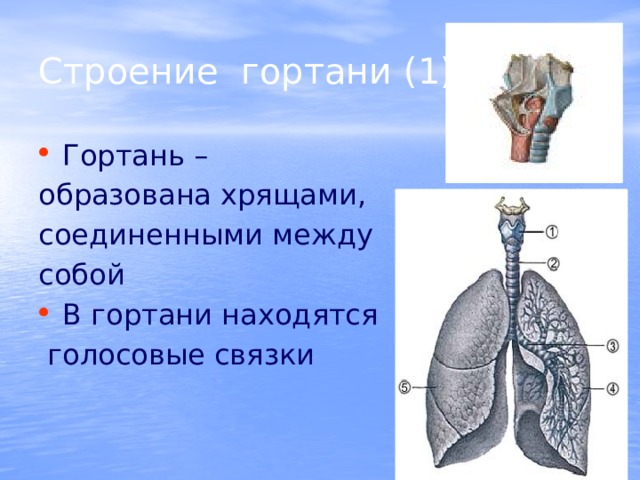    Строение гортани (1)    Гортань – образована хрящами, соединенными между собой В гортани находятся  голосовые связки 