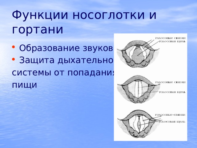 Функции носоглотки и гортани Образование звуков Защита дыхательной системы от попадания пищи 