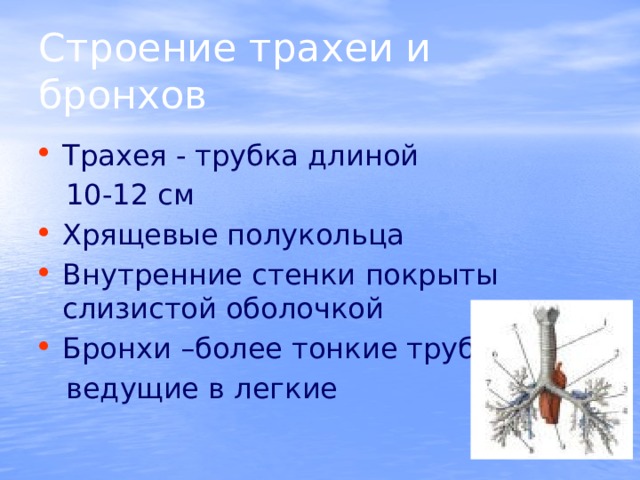 Строение трахеи и бронхов Трахея - трубка длиной  10-12 см Хрящевые полукольца Внутренние стенки покрыты слизистой оболочкой Бронхи –более тонкие трубки,  ведущие в легкие 