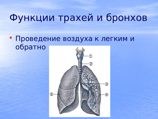 Функции трахей и бронхов Проведение воздуха к легким и обратно 