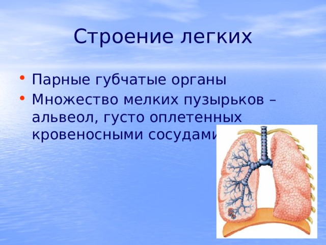 Строение легких Парные губчатые органы Множество мелких пузырьков – альвеол, густо оплетенных кровеносными сосудами 