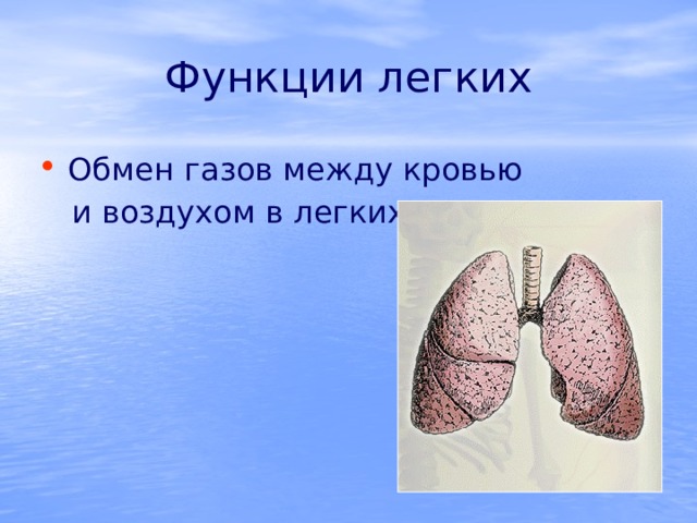 Функции легких Обмен газов между кровью  и воздухом в легких 