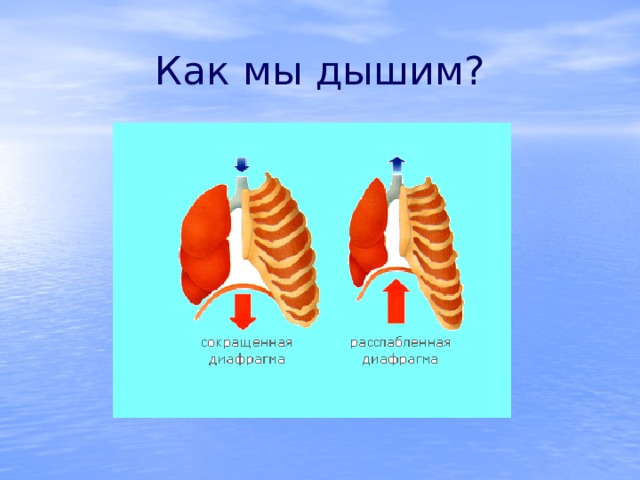 Как мы дышим? 