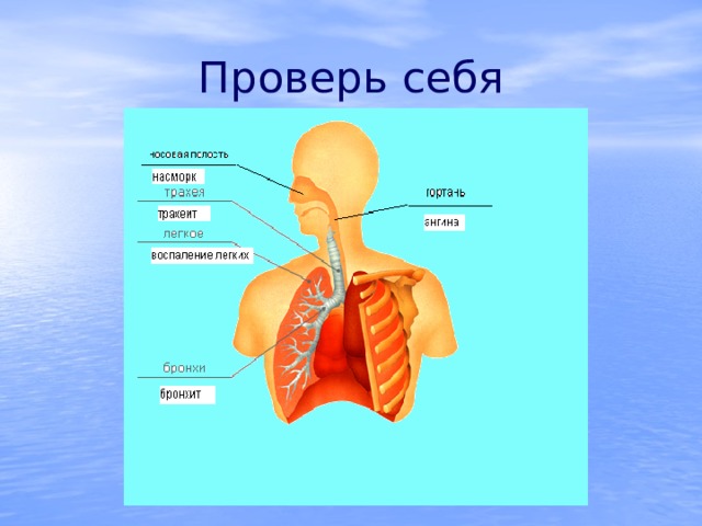 Проверь себя 