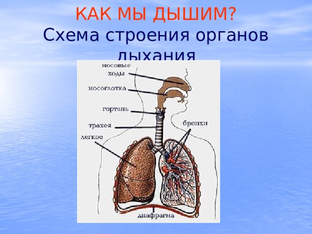 КАК МЫ ДЫШИМ?  Схема строения органов дыхания 