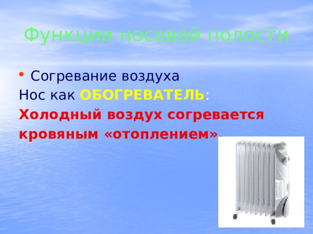 Функции носовой полости Согревание воздуха Нос как  ОБОГРЕВАТЕЛЬ : Холодный воздух согревается кровяным «отоплением». 